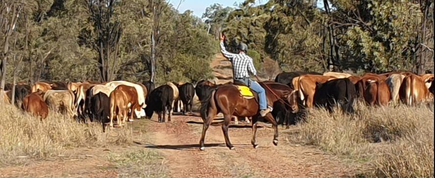Picture of Carl Hendrick riding his favouite horse RJ droving cattle down the lane.  The cattle have stopped for some buffel grass near the brigalow trees.  Carl always wears a helmet, 