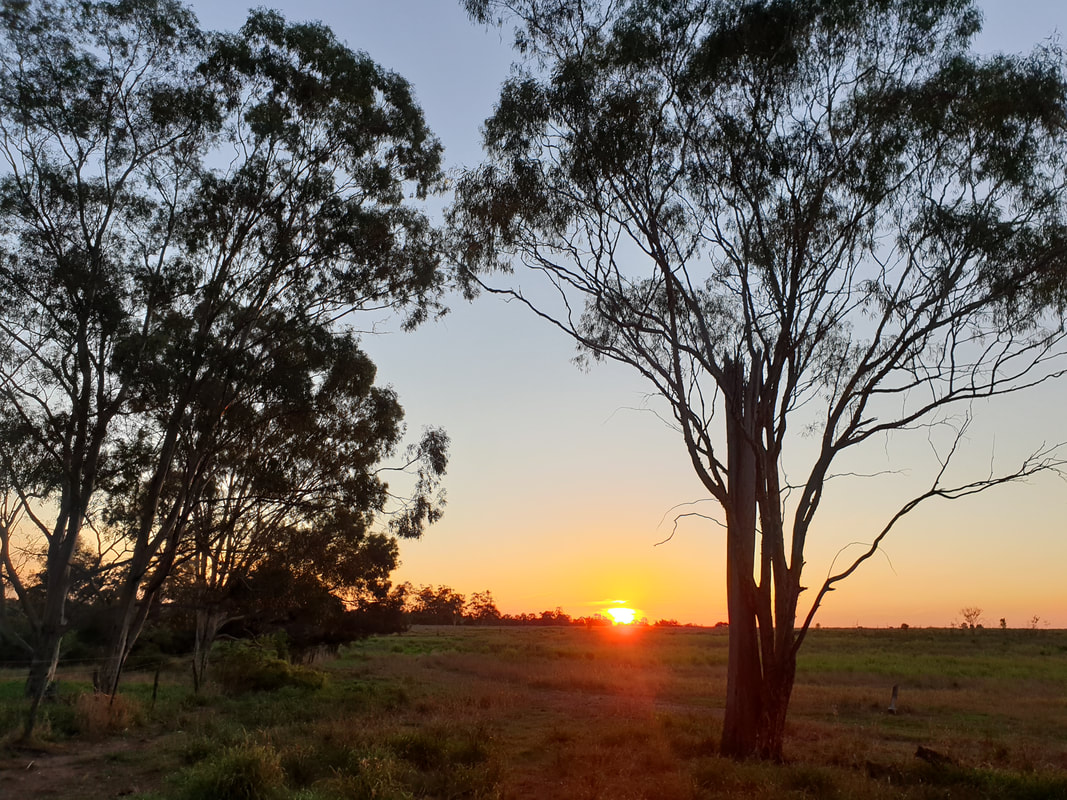 Picture of peaceful sunset with silhouette of eucalyptus trees.