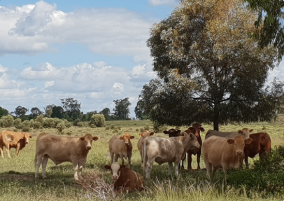Picture of beef cattle in Central Queensland near Rockhampton the beef capital of Australia.  The cattle look content standing out in an open field under the shade of a brigalow tree.