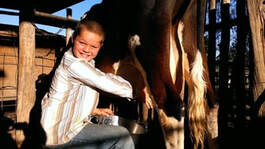 Picture of young boy 10 years old trying to hand milk a cow.