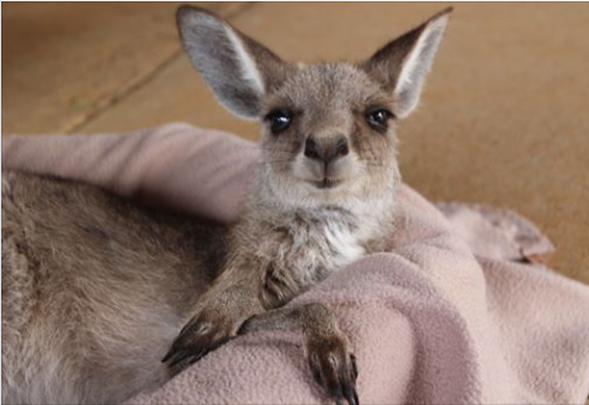 Picture of joey looks like she is blowing a kiss to the camera.  People often wonder where kangaroos and joey's sleep, well this one liked to sleep on a pillow instead of a pouch.  She has been successfully released now.