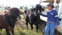 Picture of Paul in cowboy hat with farm vehicle and cattle.  One of the animals is 550kg and is asking for a scratch. 