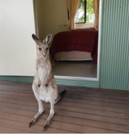 Picture of joey standing outside of one of the rooms,  that's why we say Myella offers Motel style accommodation with animals.