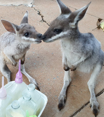Kangaroos and Joeys - MYELLA FARM STAY