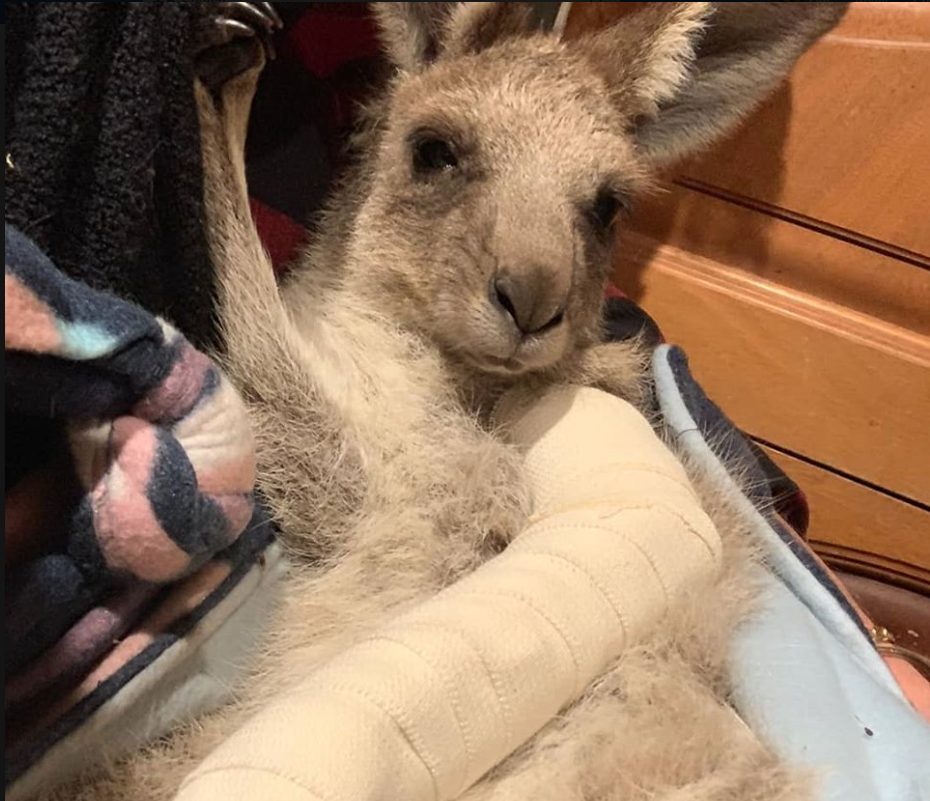 Cute orphan joey kangaroo with bandage on arm after being rescued from a vehicle accident.  The family at Myella Farm Stay are wildlife carers.