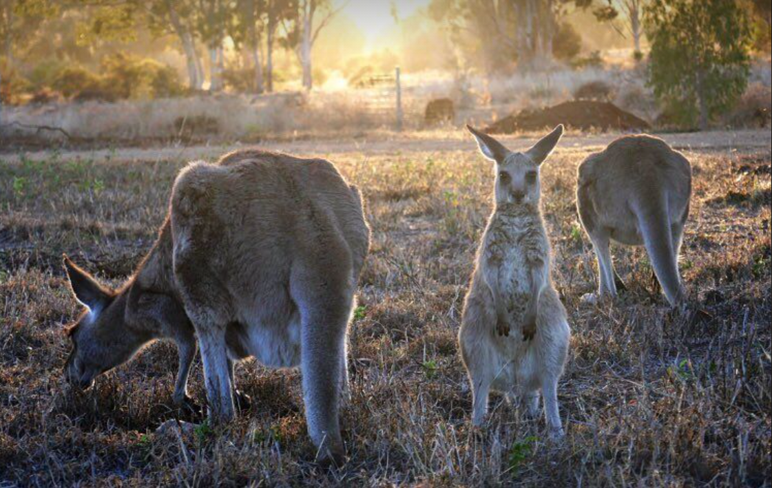 Picture of Eastern Grey Kangaroos and a joey grazing in the morning they joey is no longer aloud in the pouch and so this kangaroo has to sleep outside.